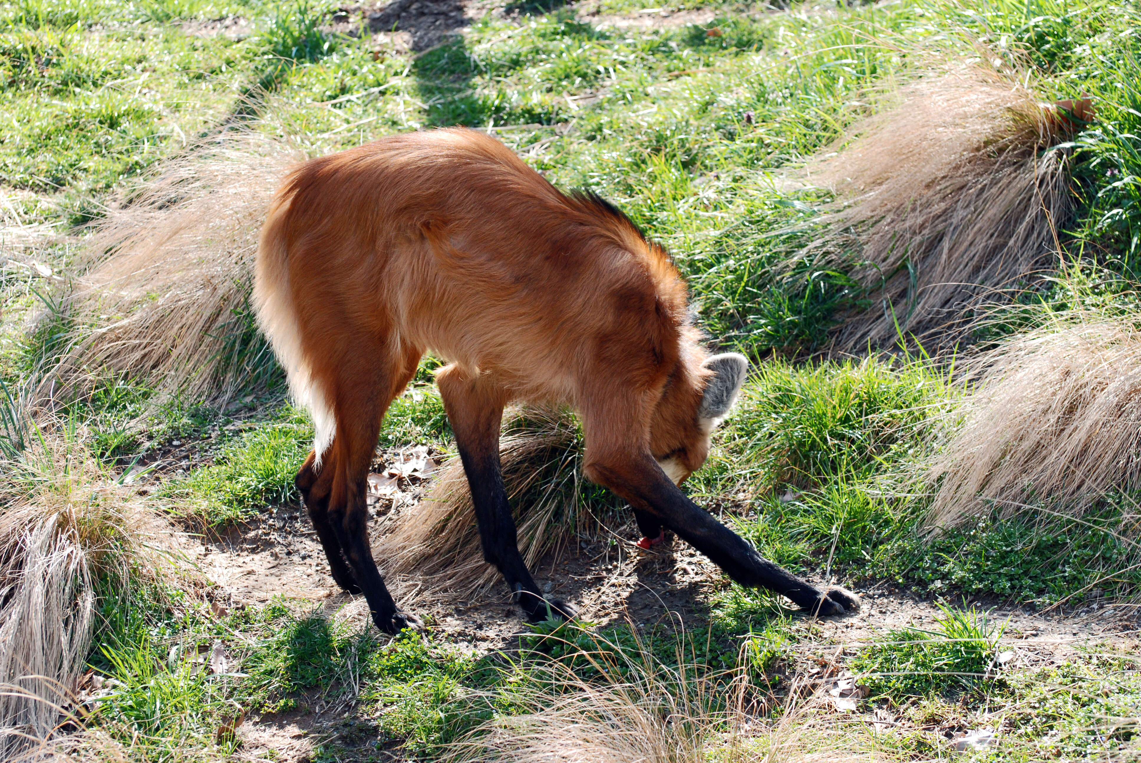 Image of Maned Wolves