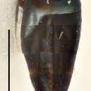 Image of Aggelma violacea (Zetterstedt 1838)