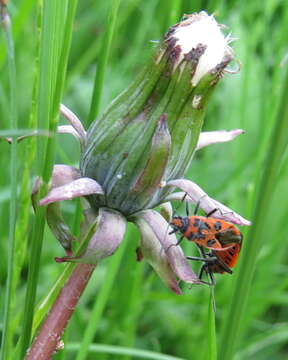 Image of black & red squash bug