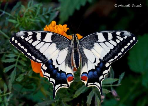 Image of Old World Swallowtail