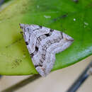 صورة Aplocera plagiata Linnaeus 1758