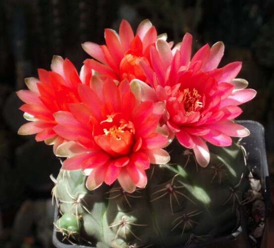 Image of Gymnocalycium