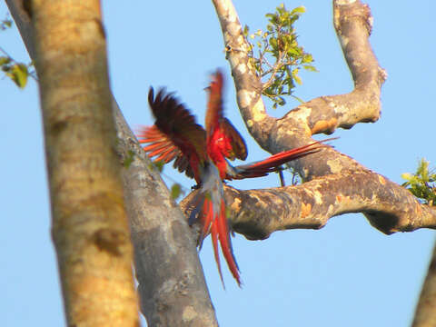 Image of Scarlet Macaw