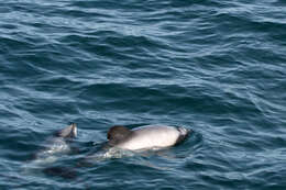 Image of Cephalorhynchus Gray 1846