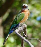 Image of White-fronted Bee-eater