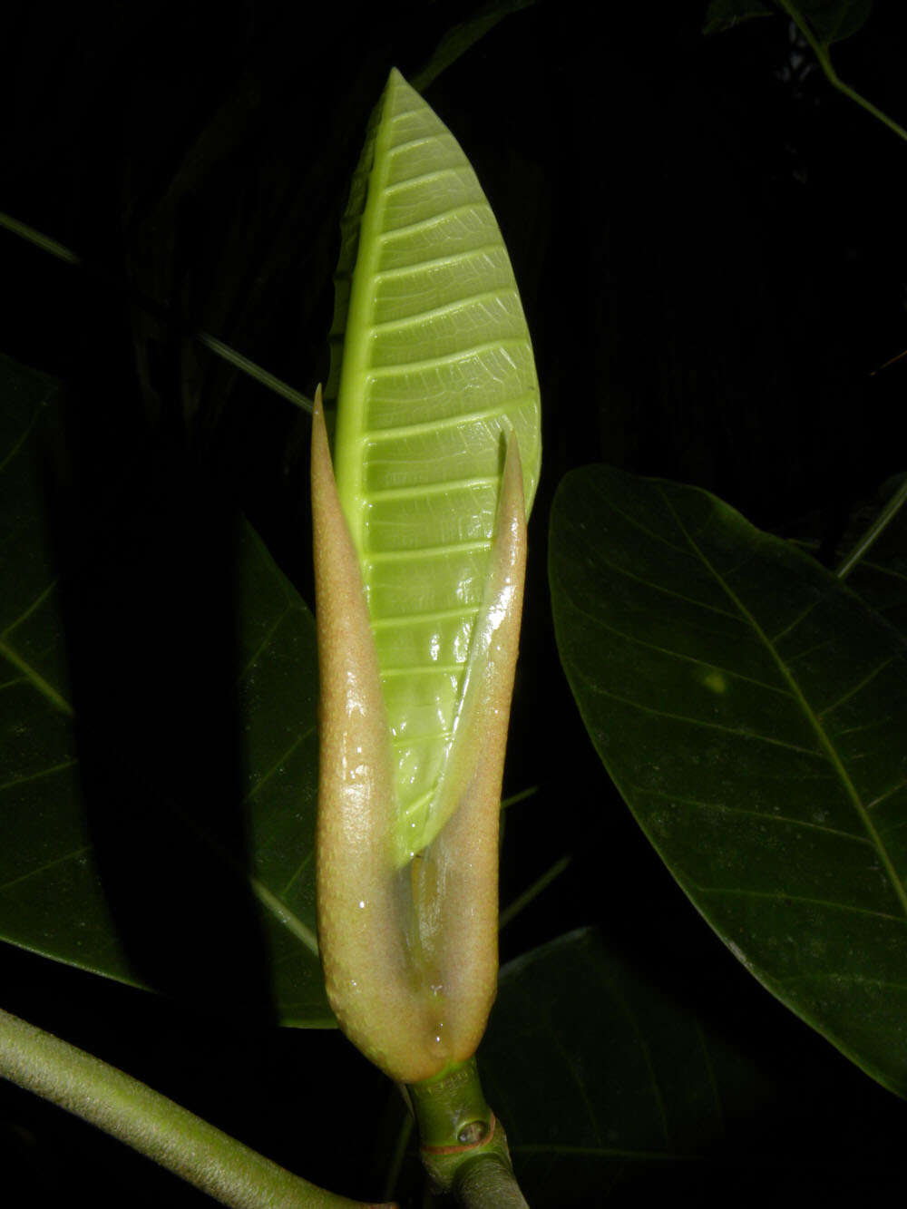 Image of Ficus tonduzii Standl.