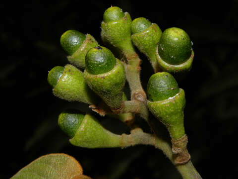 صورة Nectandra reticulata (Ruiz & Pav.) Mez