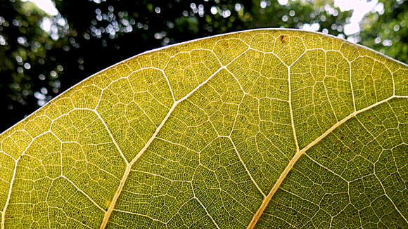 Ficus cyclophylla (Miq.) Miq.的圖片