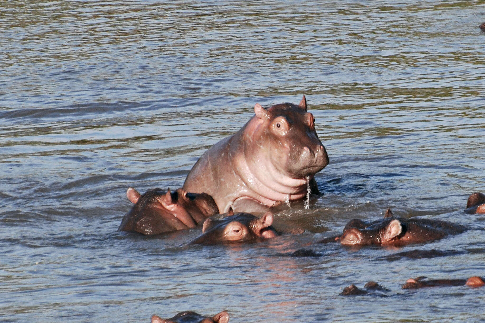 Image of Common Hippopotamus