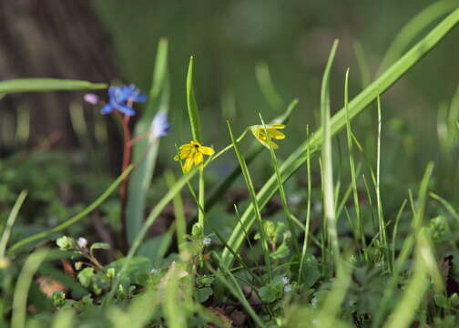 Image of yellow star of Bethlehem