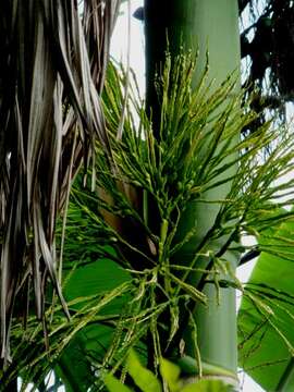 Image of betel palm