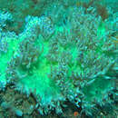 Image of Elegance coral