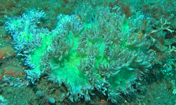 Image of Elegance coral