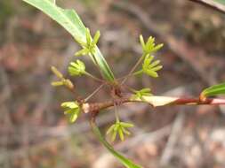 Image of Dodonaea triquetra Wendl.