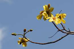 Image of cochlospermum