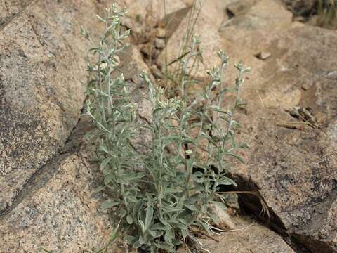 Слика од Pseudognaphalium canescens (DC.) A. A. Anderberg