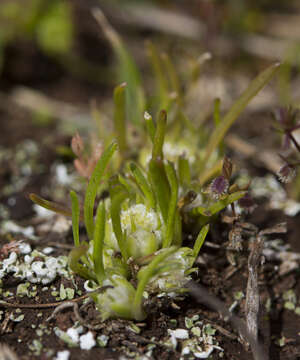 Image of Isoetopsis graminifolia Turcz.