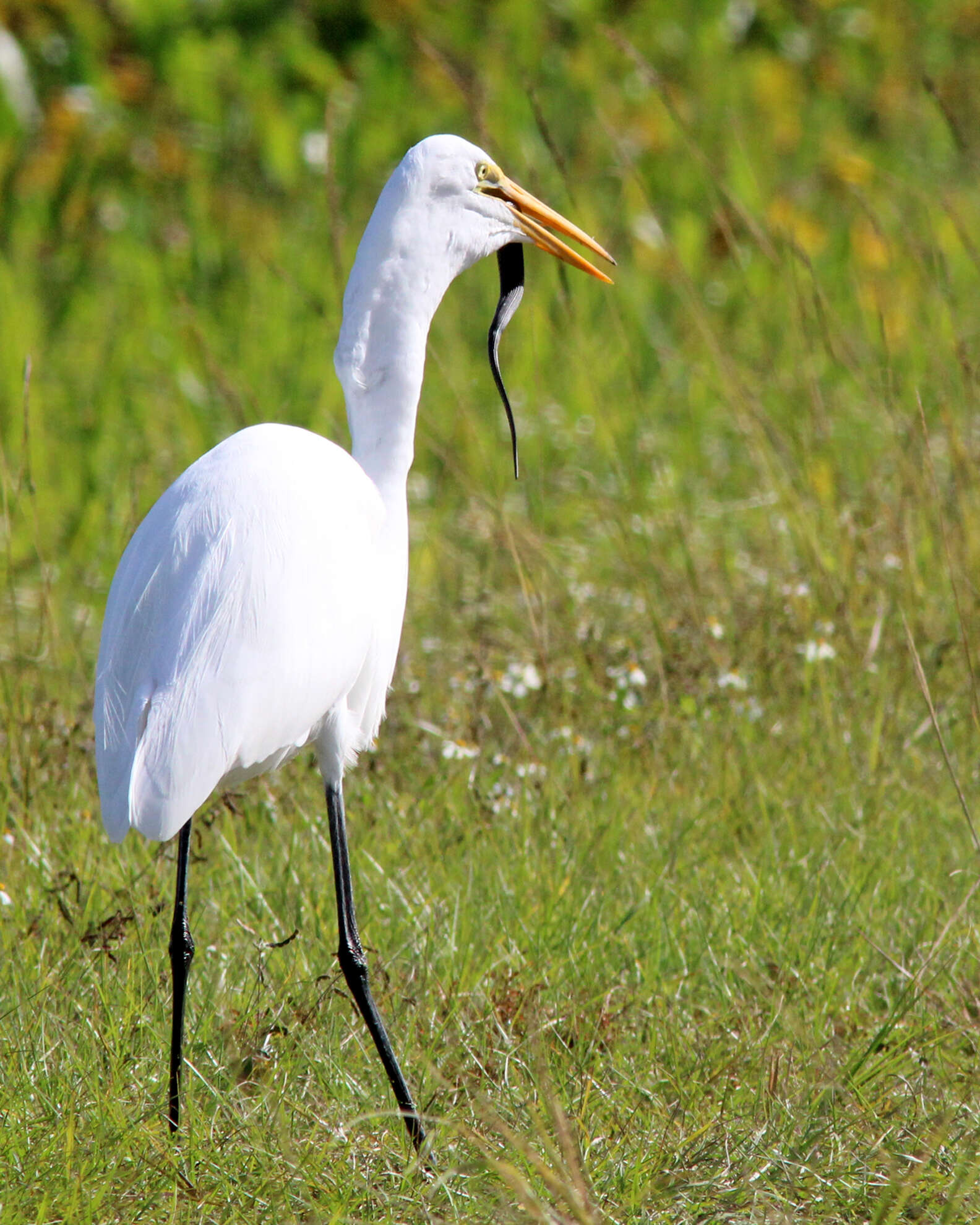 Image of Great Egret