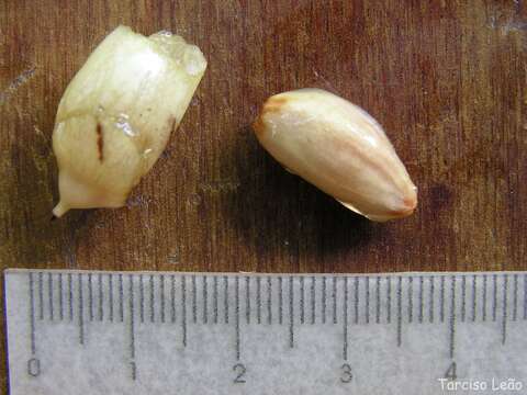 Image of Cordia superba Cham.