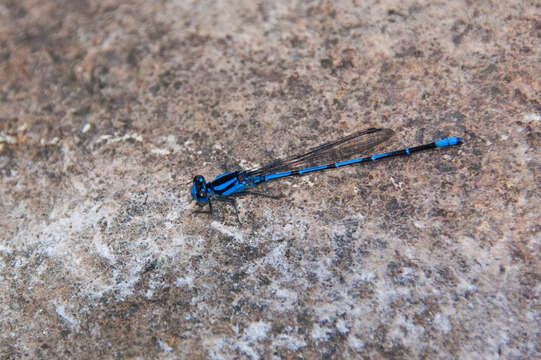 Image of bluet