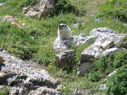 Image of Hoary Marmot