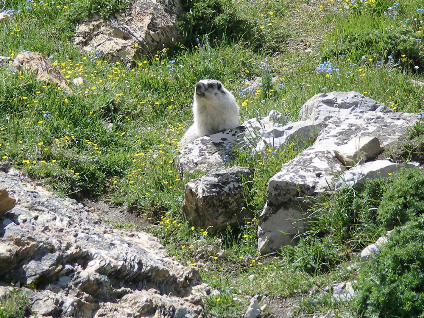 Image of Marmota subgen. Petromarmota Steppan et al. 1999