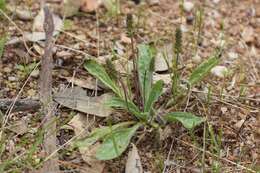 Image of Plantago varia R. Br.