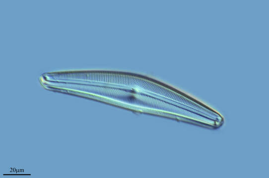 Image of Brebissonia Grunow 1860