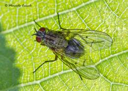 Image of house flies and relatives