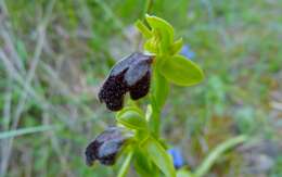 Image of ophrys