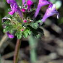 Image of Lamium amplexicaule subsp. amplexicaule