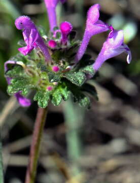 Lamium amplexicaule subsp. amplexicaule resmi