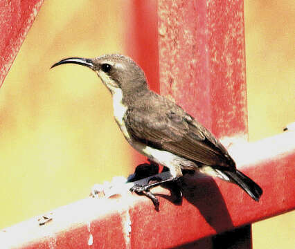 Image of Purple Sunbird