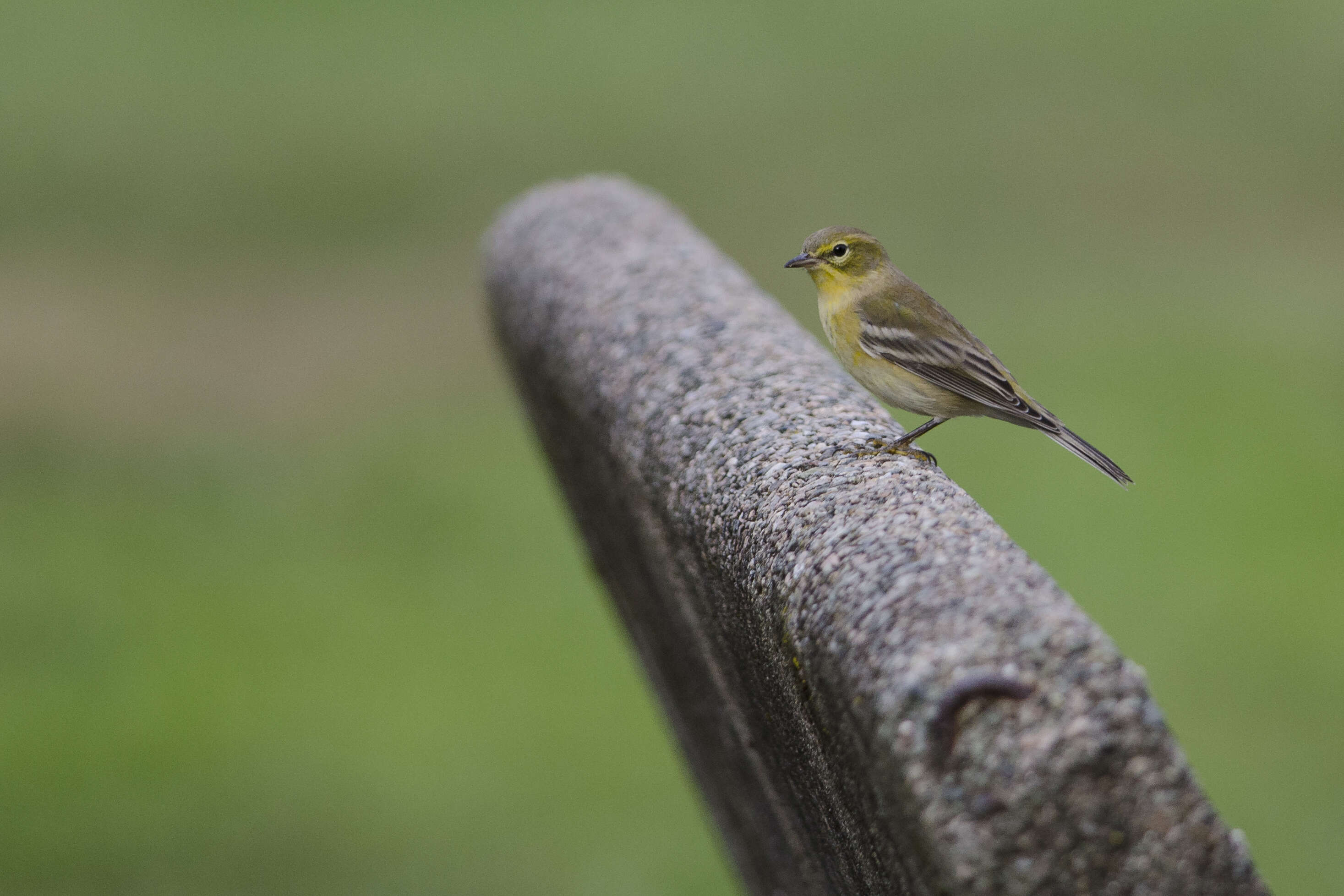 Image de Paruline des pins