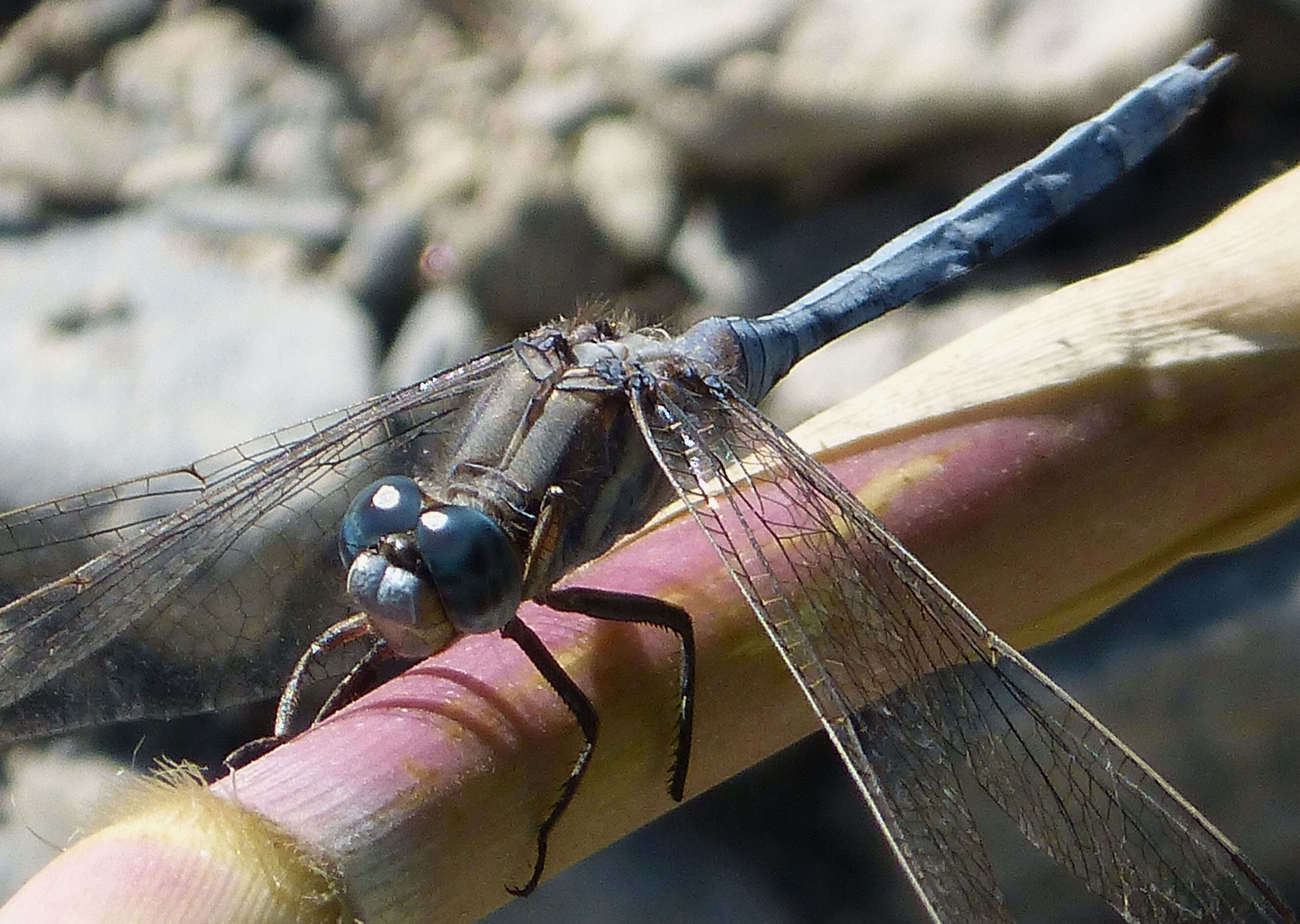 Image of Skimmers (Dragonflies)