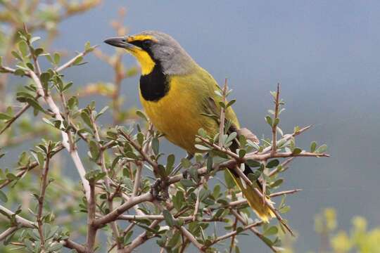 Telophorus zeylonus (Linnaeus 1766)的圖片