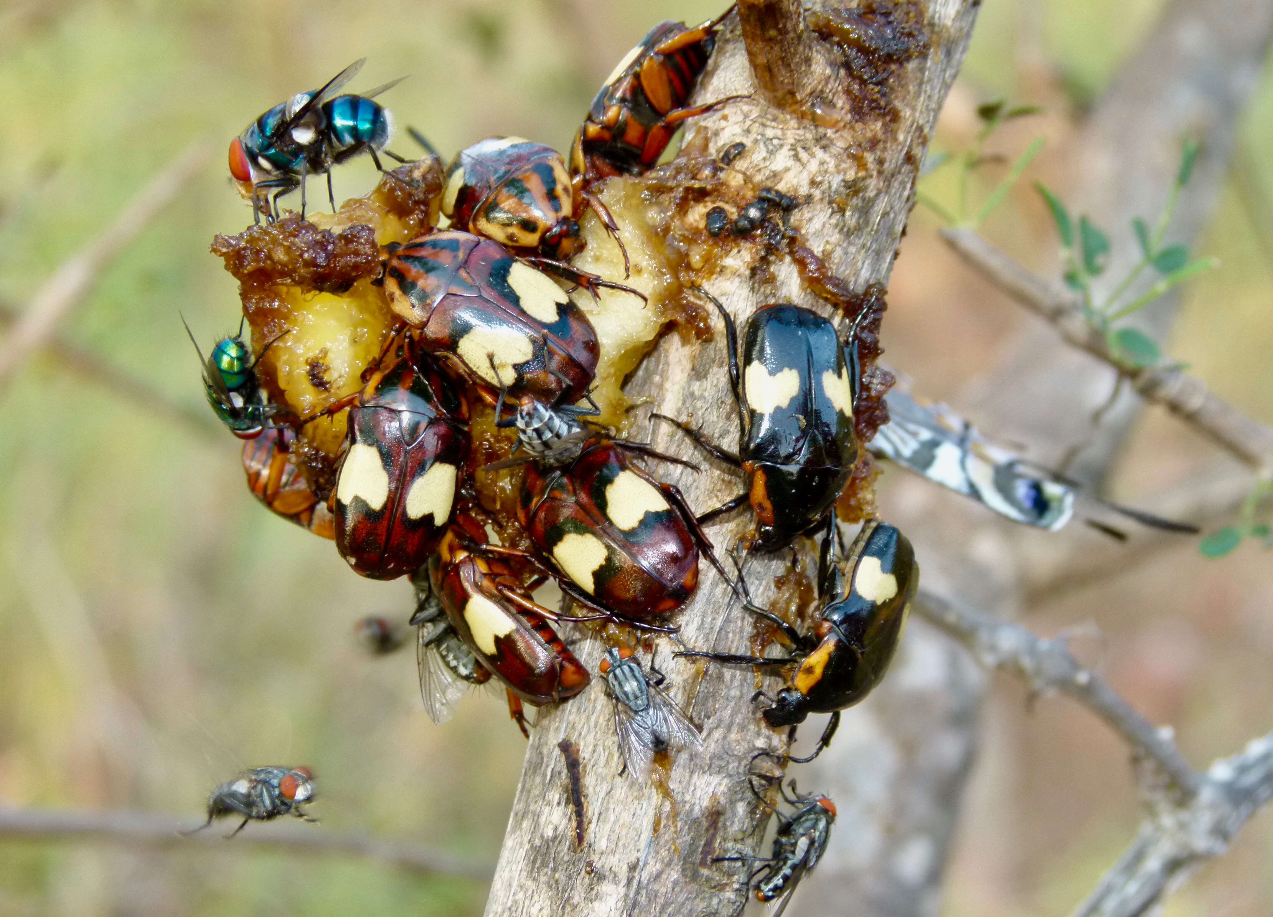 Image de Pedinorrhina trivittata