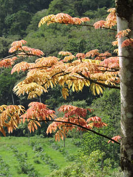 Image of kapoktree