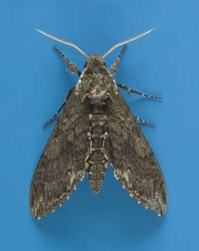 Image of Carolina sphinx