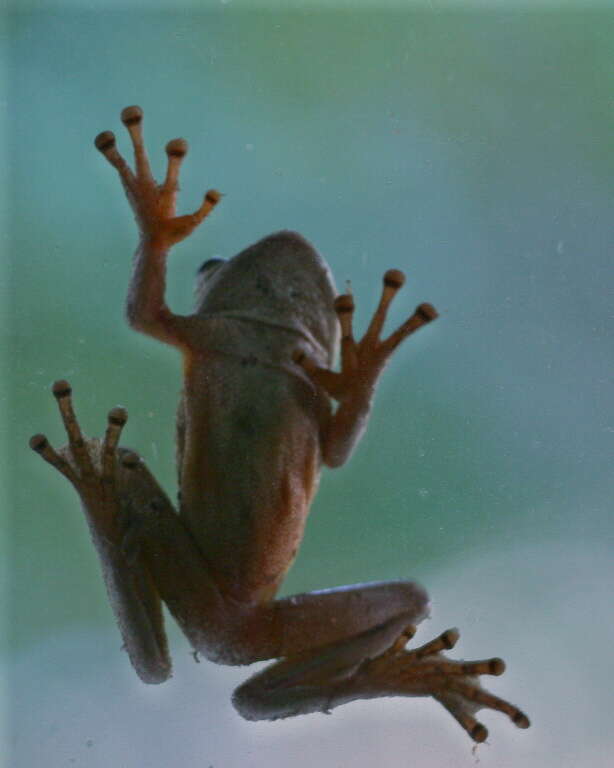 Image of Lophyohylinae Miranda-Ribeiro 1926