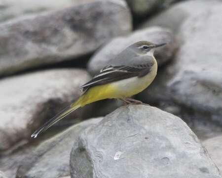 Imagem de Motacilla cinerea melanope