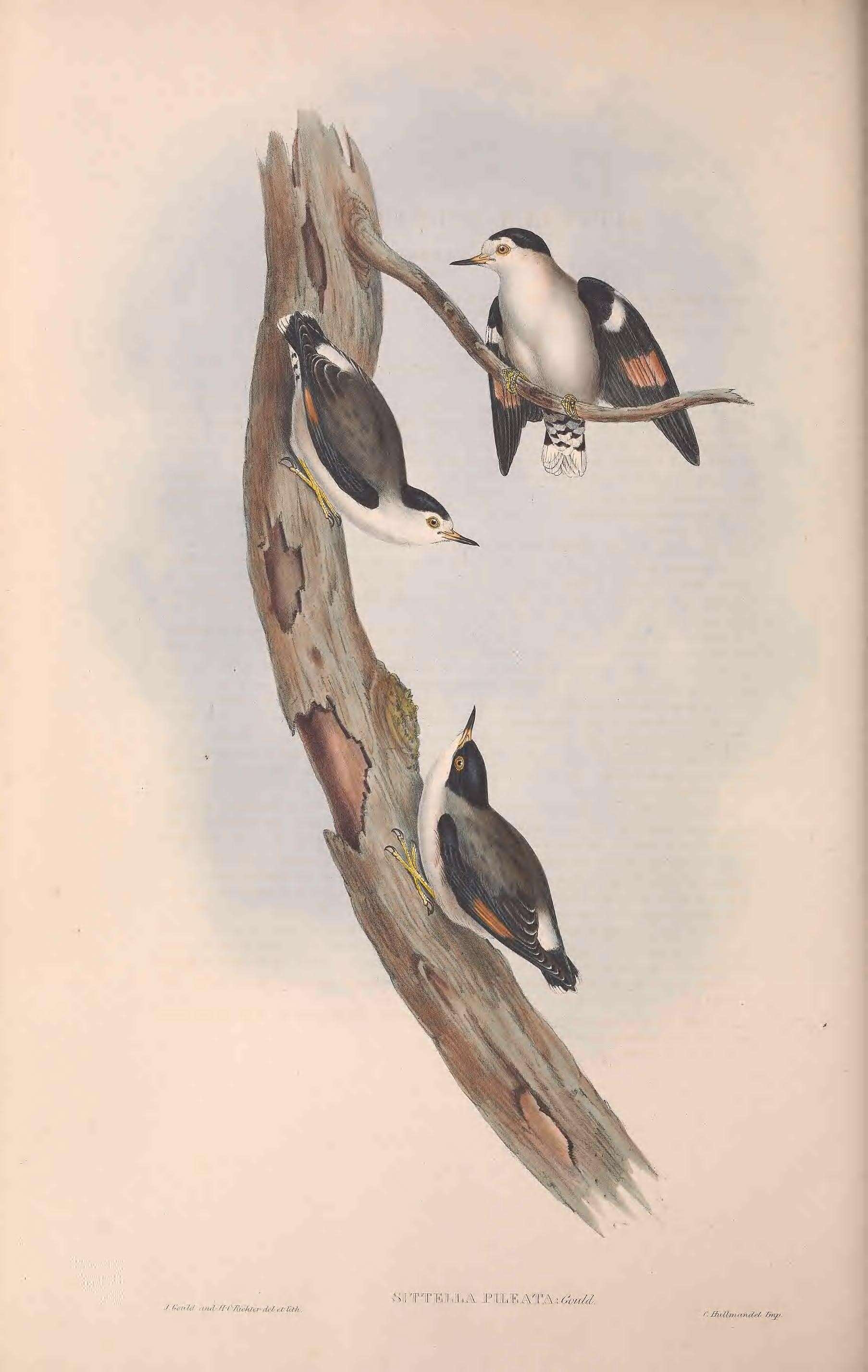 Слика од Daphoenositta chrysoptera pileata (Gould 1838)