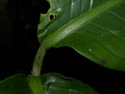 Image of Dieffenbachia concinna Croat & Grayum