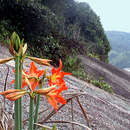 Imagem de Hippeastrum blossfeldiae (Traub & J. L. Doran) Van Scheepen