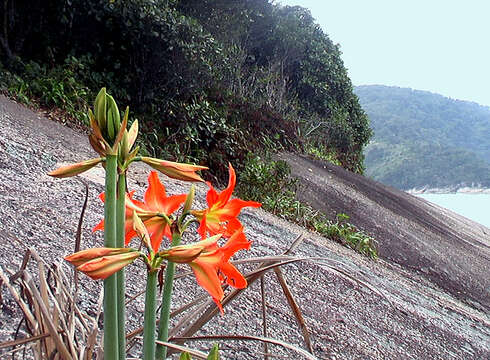 Image of hippeastrum