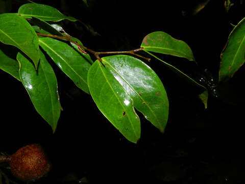 Image of Cynometra retusa Britton & Rose