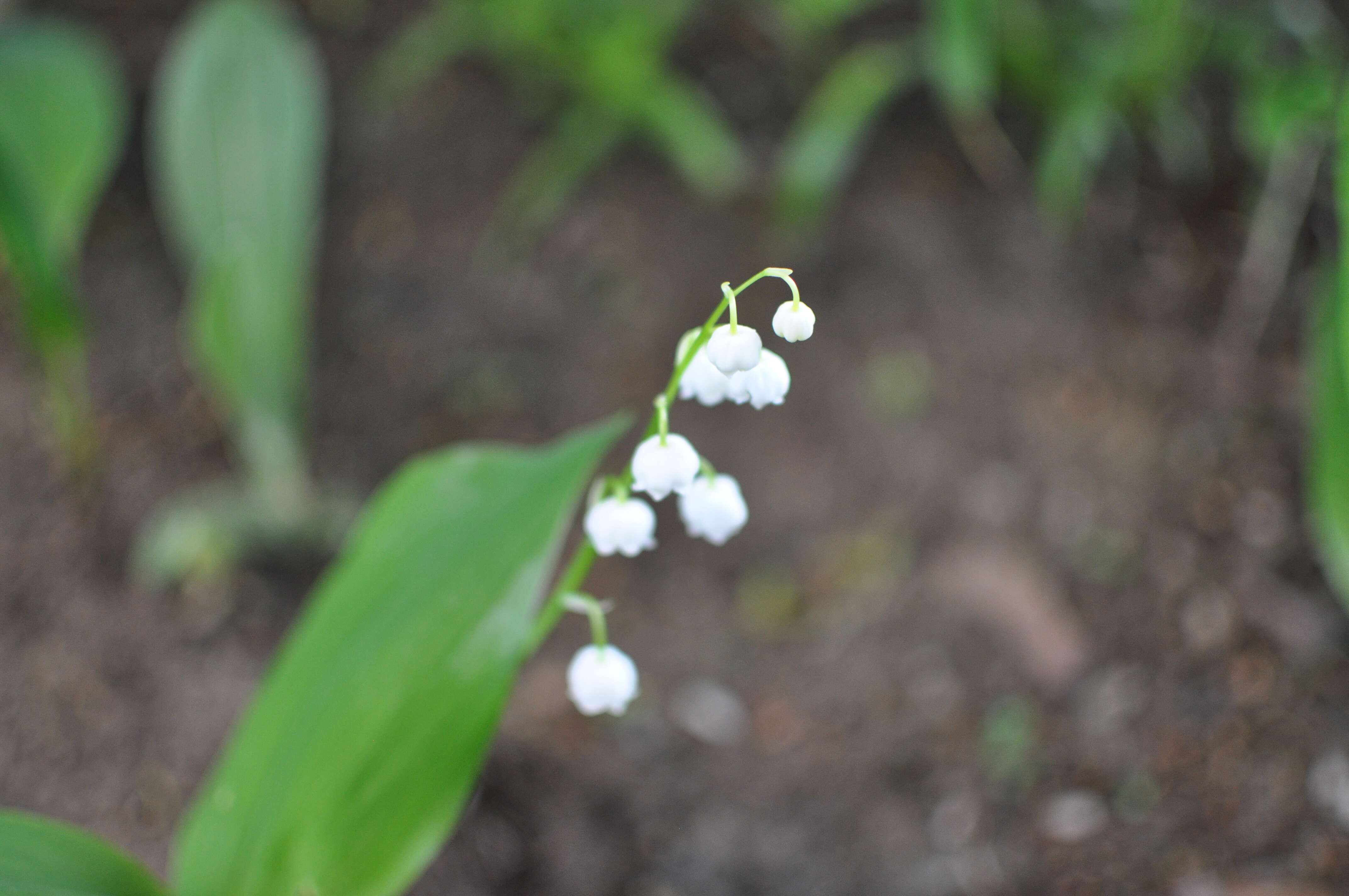 Convallaria resmi