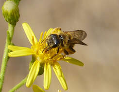 Halictus scabiosae (Rossi 1790)的圖片