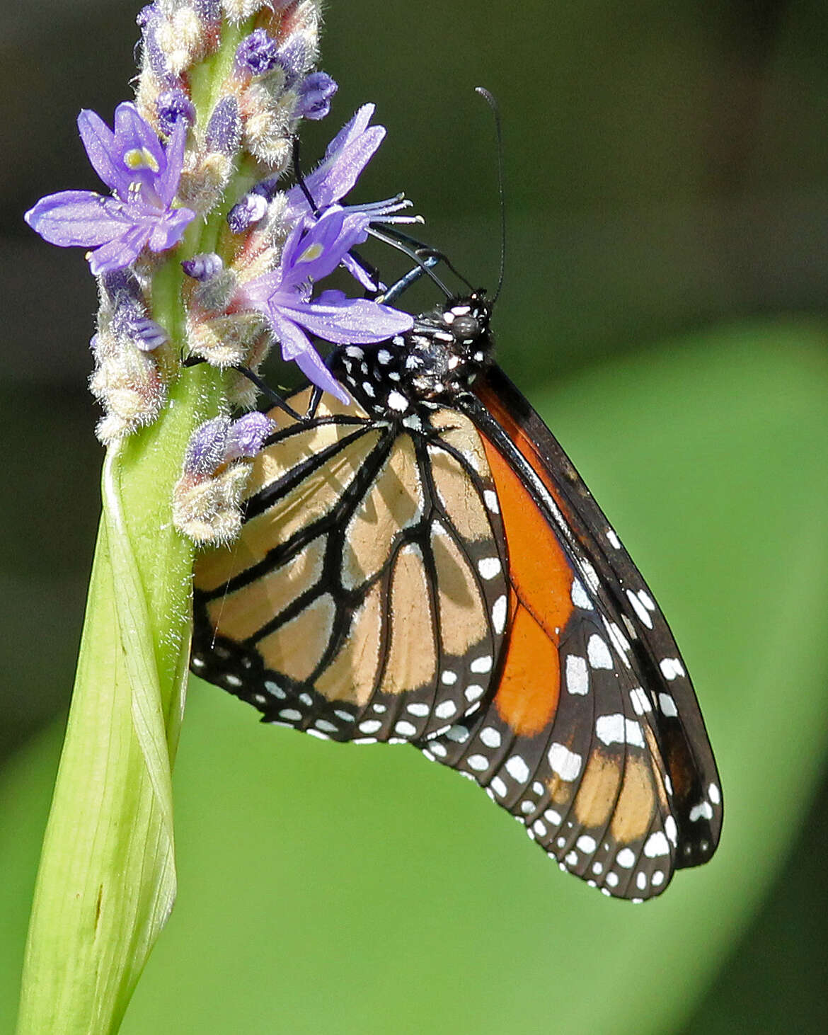 Image of Monarch Butterfly