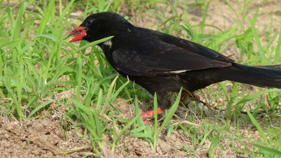 Слика од Bubalornis niger Smith & A 1836